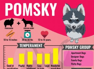Pomsky Puppy:전체 개 품종 개요