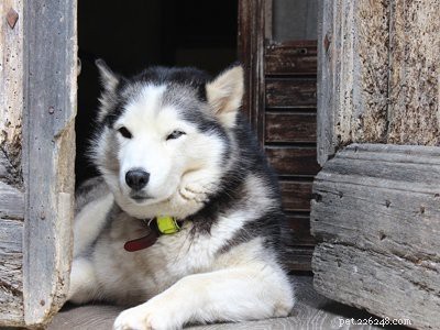 Pomsky Puppy:a visão geral completa da raça de cães