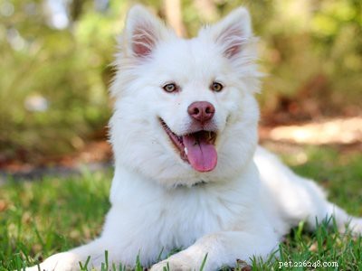 Pomsky Puppy:het complete hondenrasoverzicht