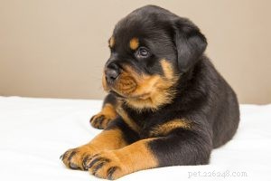 Pomsky Puppy:het complete hondenrasoverzicht