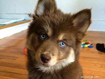 Pomsky Puppy:The Complete Dog Breed Overview