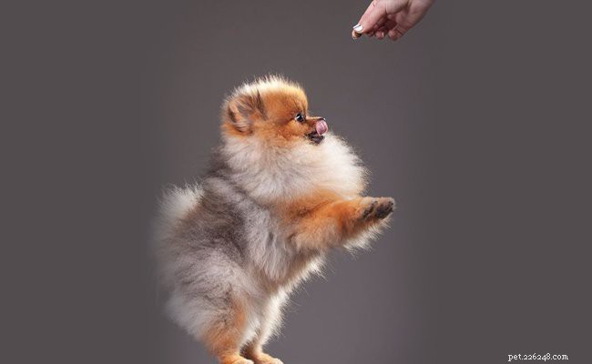 ポムスキー子犬：完全な犬種の概要 