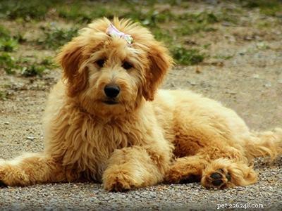 プードルミックス–さまざまなプードル交雑犬の品種 