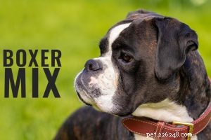 Mix di barboncini – Varie razze di cani incrociati di barboncini