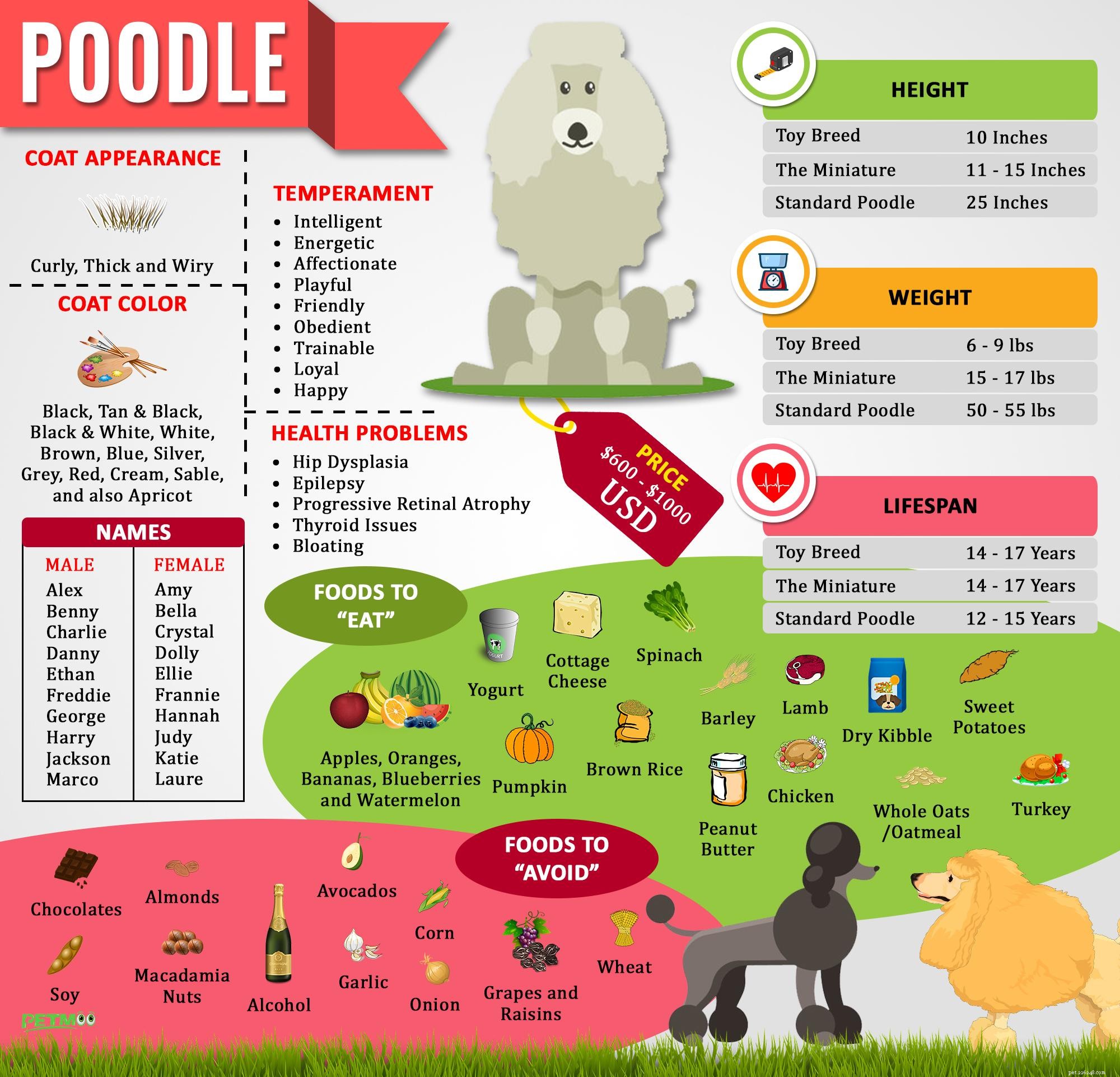 Пудели — полная информация о породах собак и советы по дрессировке 