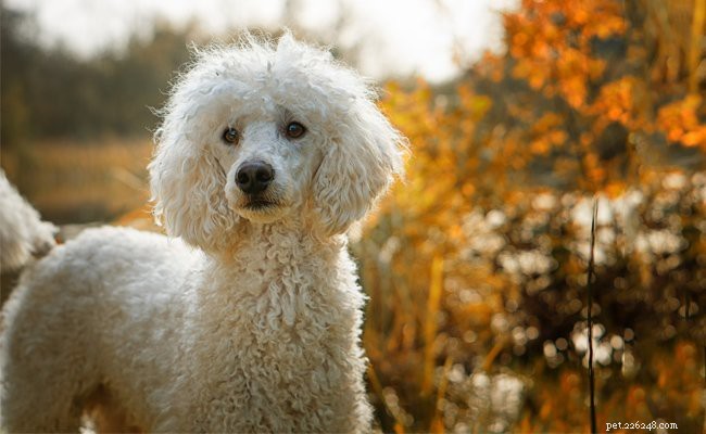 Caniches – Informations complètes sur les races de chiens et conseils d entraînement