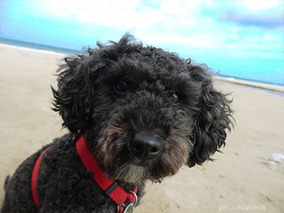 Barboncini – Informazioni complete sulla razza canina e suggerimenti per l addestramento
