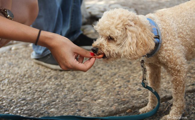 プードル–完全な犬種情報とトレーニングのヒント 