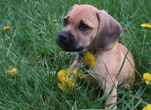 Puggle – Informações completas sobre raças de cães na mistura de Pugs Beagle