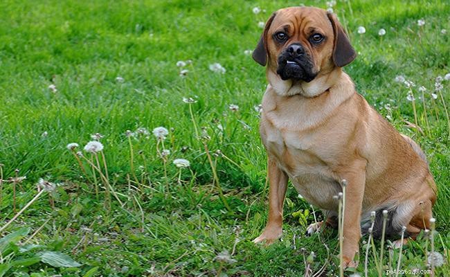 Puggle – Volledige informatie over hondenrassen over Beagle Pug Mix