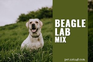 Puggle – Volledige informatie over hondenrassen over Beagle Pug Mix