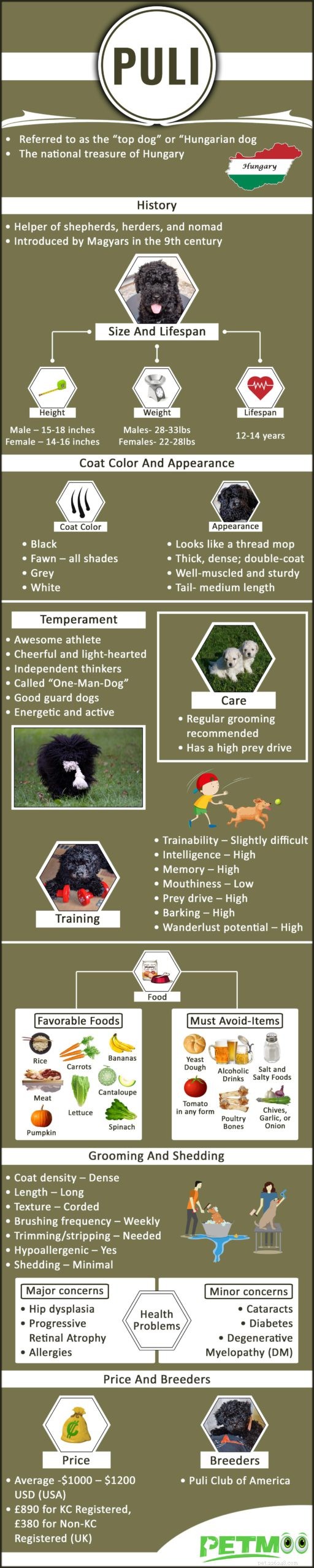 Puli – Informações sobre raças de cães e dicas de treinamento
