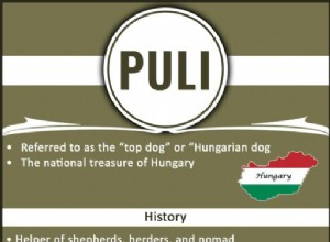 Puli – Informações sobre raças de cães e dicas de treinamento