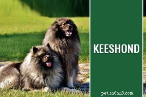 Puli – Informations sur les races de chiens et conseils d entraînement