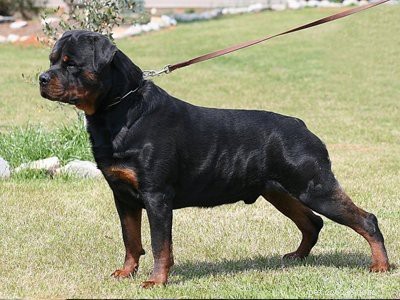 Cuccioli di Rottweiler – Fatti sui pericolosi e dal cuore tenero