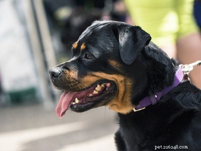 Chiots Rottweiler – Faits sur les dangereux et les tendres