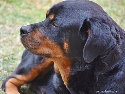 Chiots Rottweiler – Faits sur les dangereux et les tendres