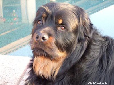 Cuccioli di Rottweiler – Fatti sui pericolosi e dal cuore tenero