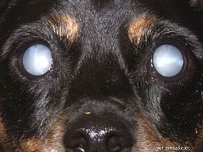 ロットワイラーの子犬–危険でやわらかい心の事実 