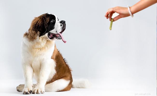 Saint Bernard – fullständig information om hundraser