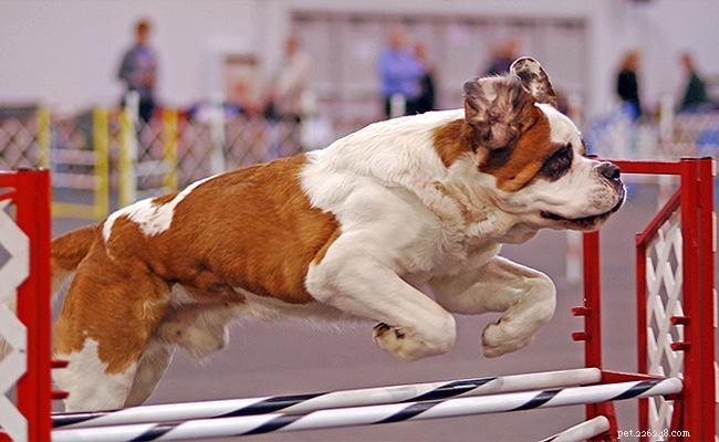 Saint-Bernard – Informations complètes sur la race de chien