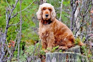 Saint Berdoodle – Informations sur les races de chiens de race mixte