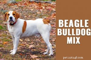 Saint Bernard – fullständig information om hundraser