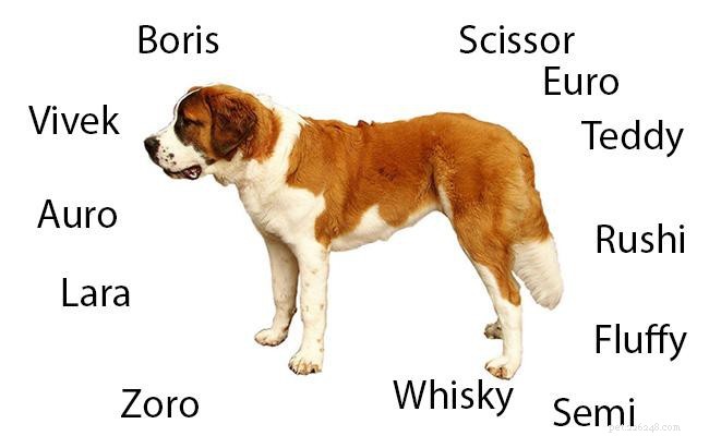 セントバーナード–完全な犬種情報