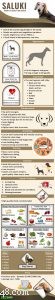 Saluki – Informatie over prijs, temperament en hondenras