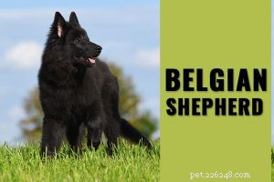 Saint Bernard – Volledige informatie over hondenrassen