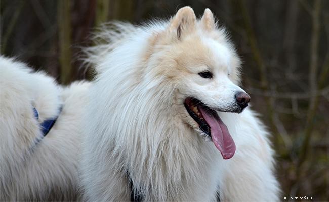 Самоед – информация о породе собак и характере