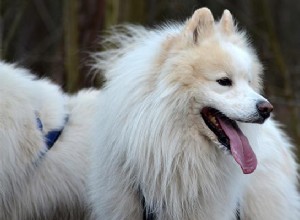 Samoiedo – Informações sobre a raça e personalidade do cão