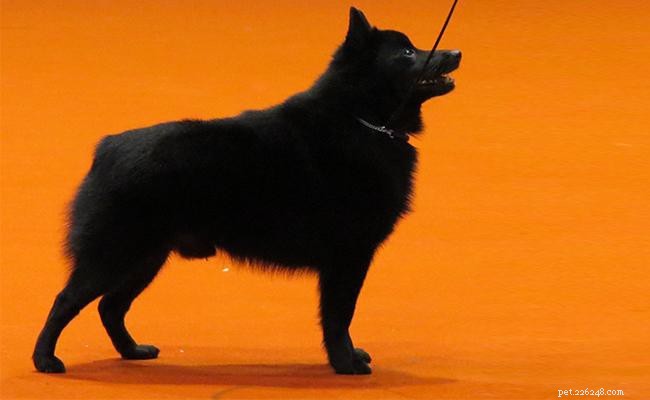 Schipperke – Informações sobre a raça e personalidade do cão