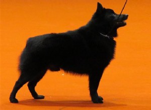 スキッパーキ–犬の品種情報と性格 