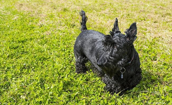 Scottish Terrier:informazioni e fatti sulla razza del cane da conoscere