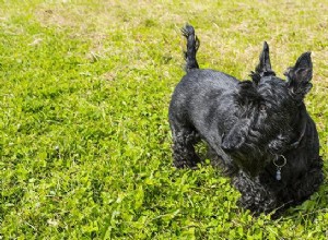 Scottish Terrier – Informações e fatos sobre a raça do cão