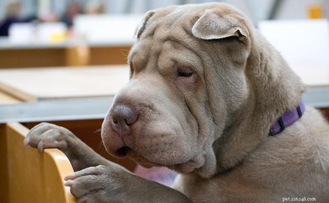 Китайский шарпей – информация о породе собак и интересные факты