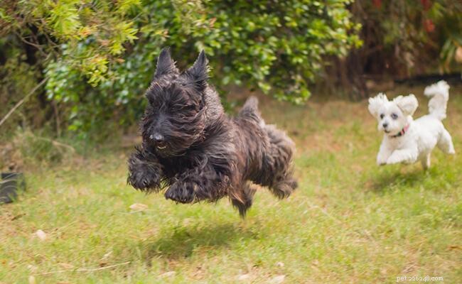 Scottish Terrier – Informações e fatos sobre a raça do cão