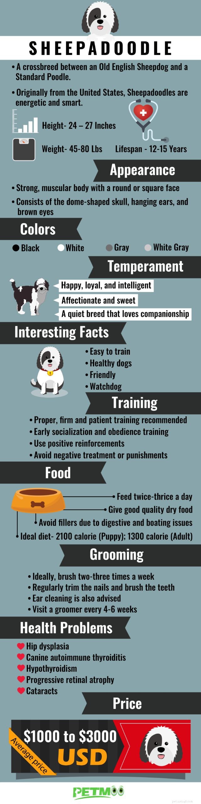 Sheepadoodle – Doit connaître les faits avant de posséder la race de chien mignon