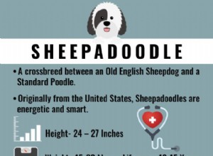 Sheepadoodle – Deve conhecer os fatos antes de possuir a raça de cachorro bonito