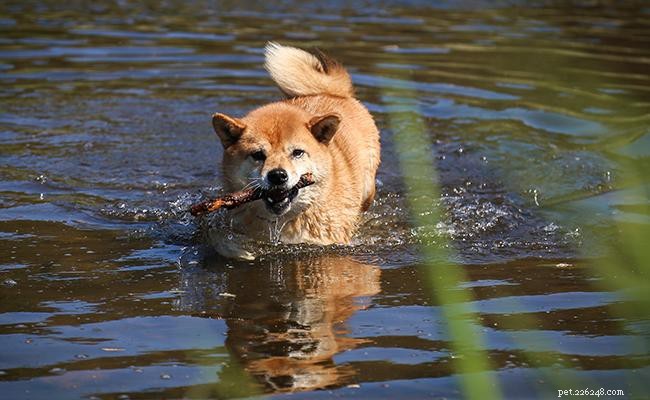 Shiba Inu – Informatie over hondenrassen en voedingstips