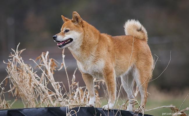 Shiba Inu – Informatie over hondenrassen en voedingstips