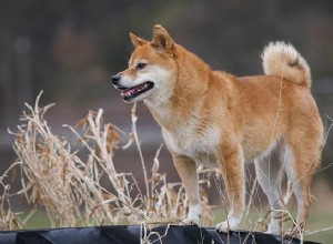 Shiba Inu – informace o plemeni psů a tipy na krmení