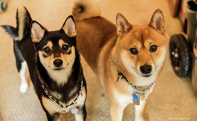 Shiba Inu – Informações sobre raças de cães e dicas de alimentação