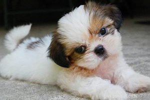 Shih Tzu – 10 informations essentielles sur les races de chiens