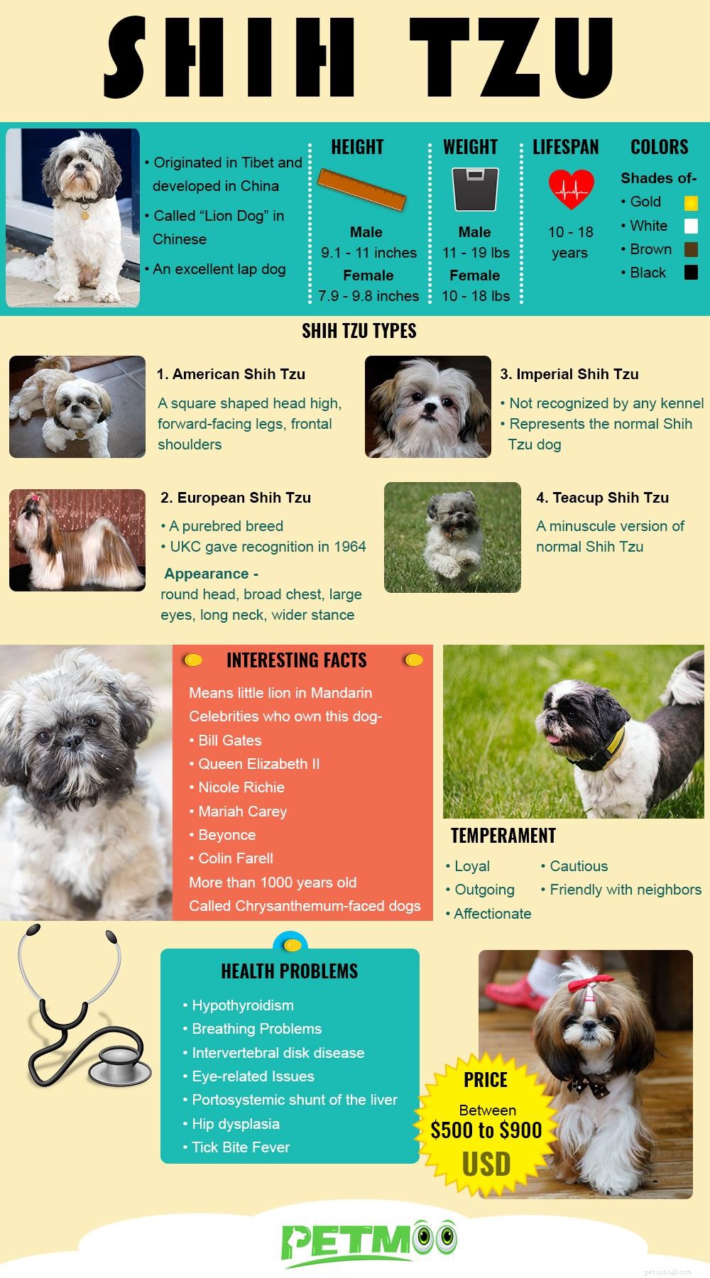Shih Tzu – 10 informations essentielles sur les races de chiens