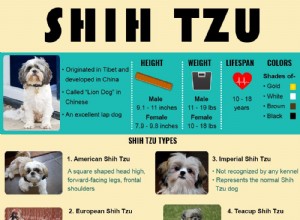 Shih Tzu – 10가지 중요한 개 품종 정보 
