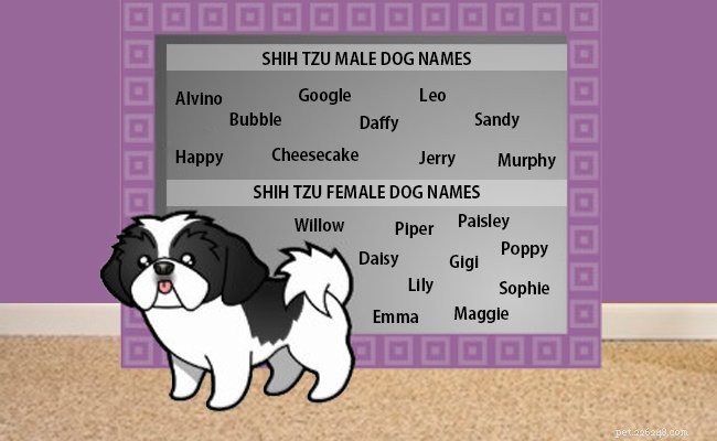 Ши-тцу – 10 важных сведений о породах собак