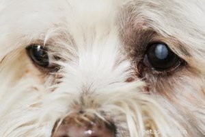 Shih Tzu – 10 essentiële informatie over hondenrassen