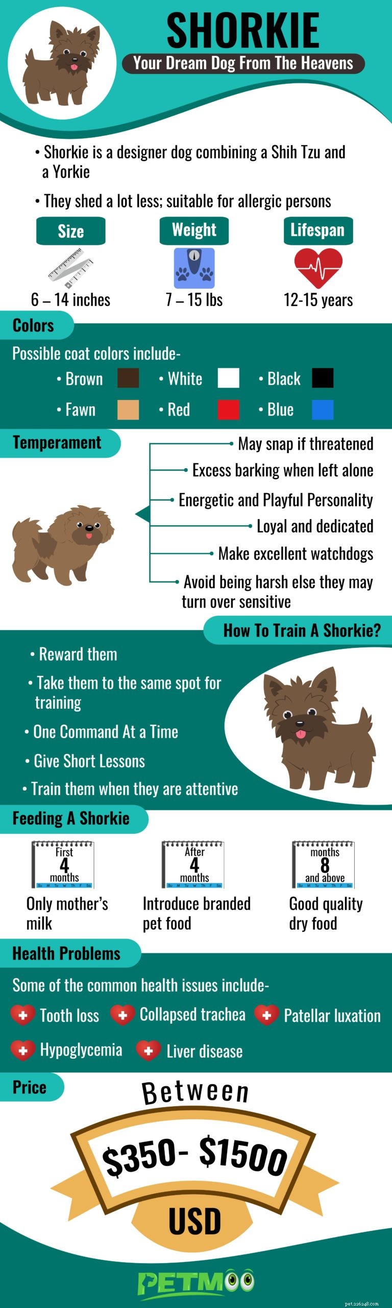 Shorkie – Fatos sobre a mistura de Shih Tzu e Yorkshire Terrier
